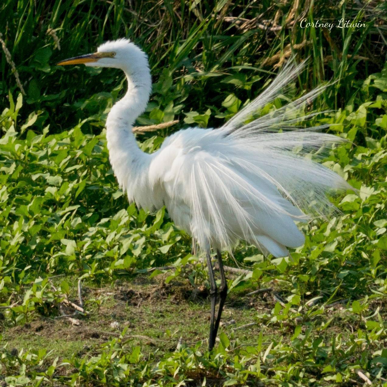 Great Egret (American) Photo by Cortney Litwin