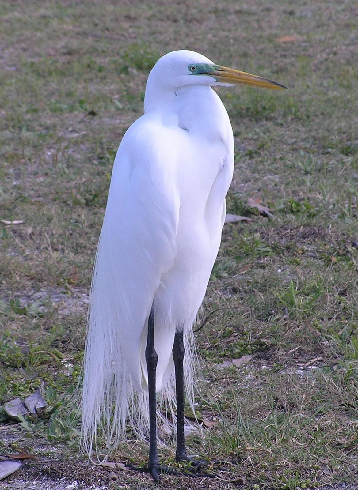 Great Egret (American) Photo by Marilyn O'Connell