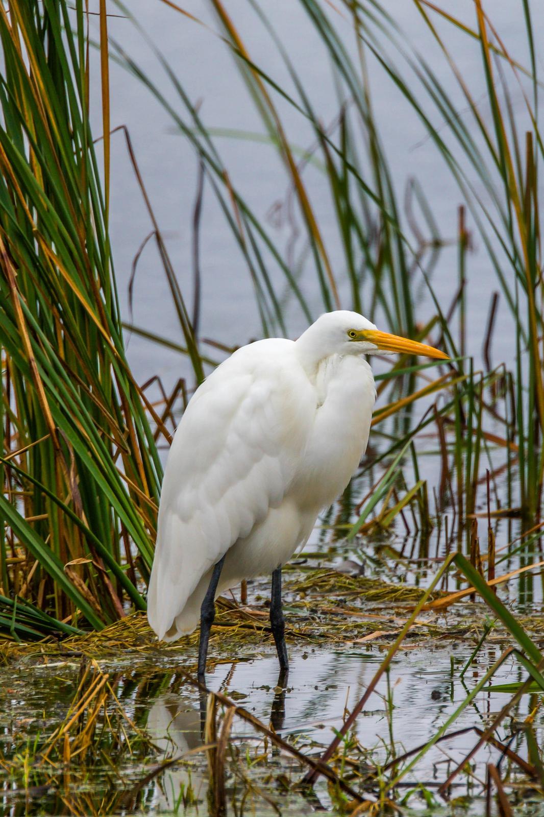 Great Egret (American) Photo by Scott Yerges
