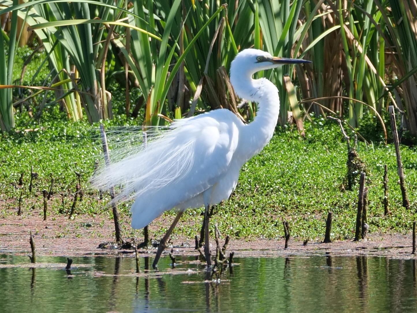 Great Egret (Australasian) Photo by Peter Lowe