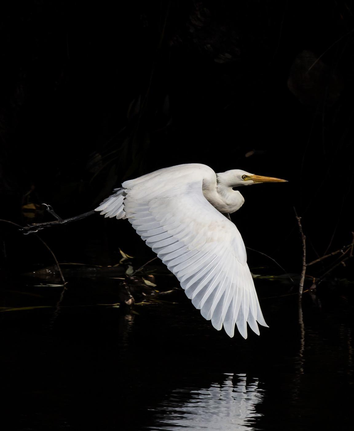 Intermediate Egret Photo by Roger Williams