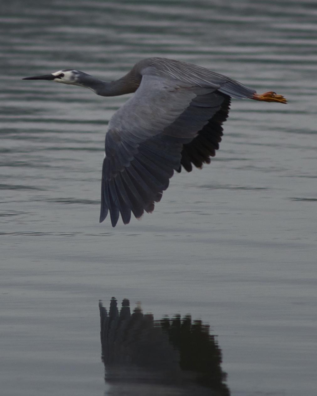 White-faced Heron Photo by Jonathan Bent