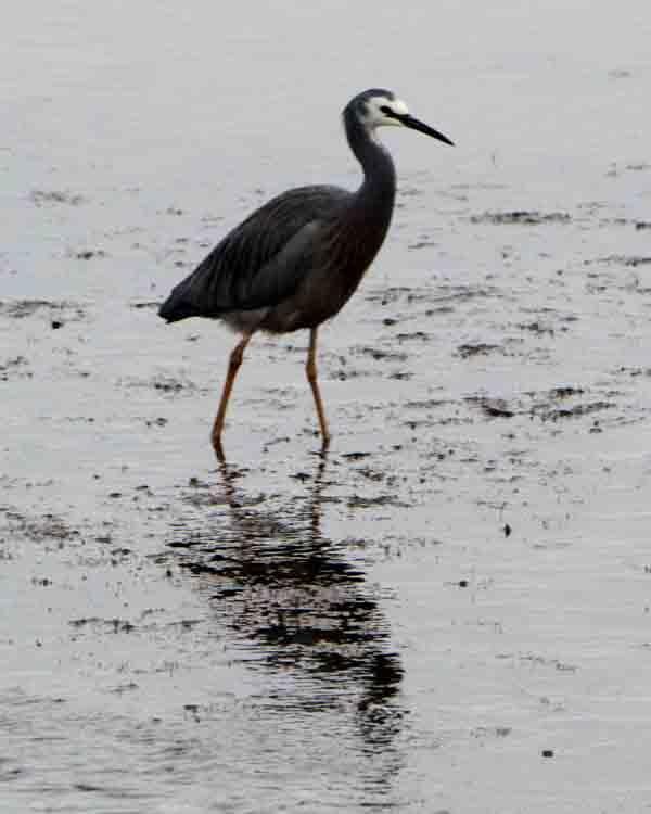 White-faced Heron Photo by Bob Hasenick