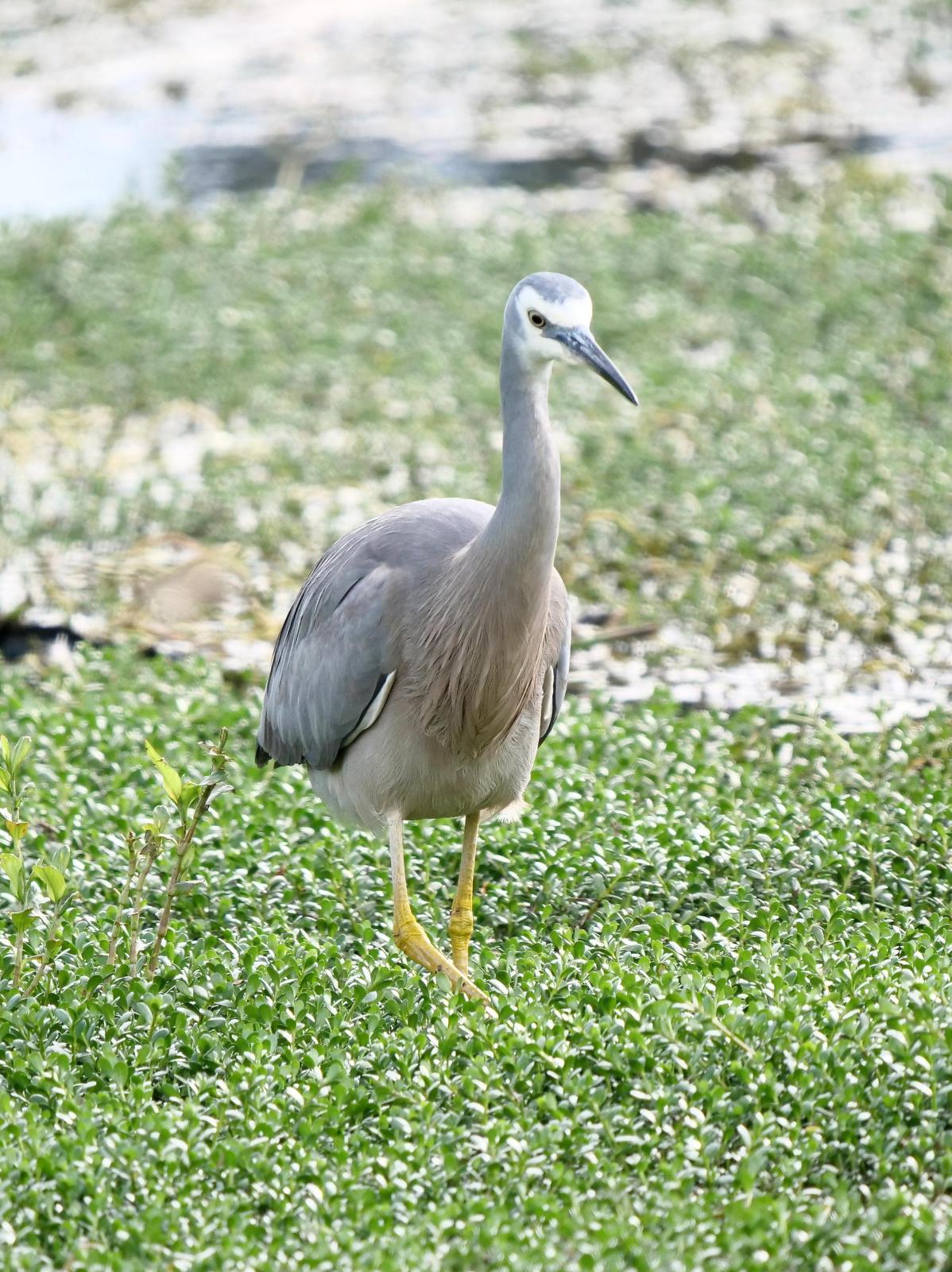 White-faced Heron Photo by Peter Lowe