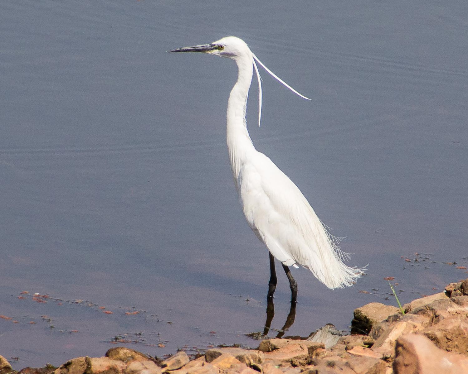 Little Egret Photo by Lisa Orchard