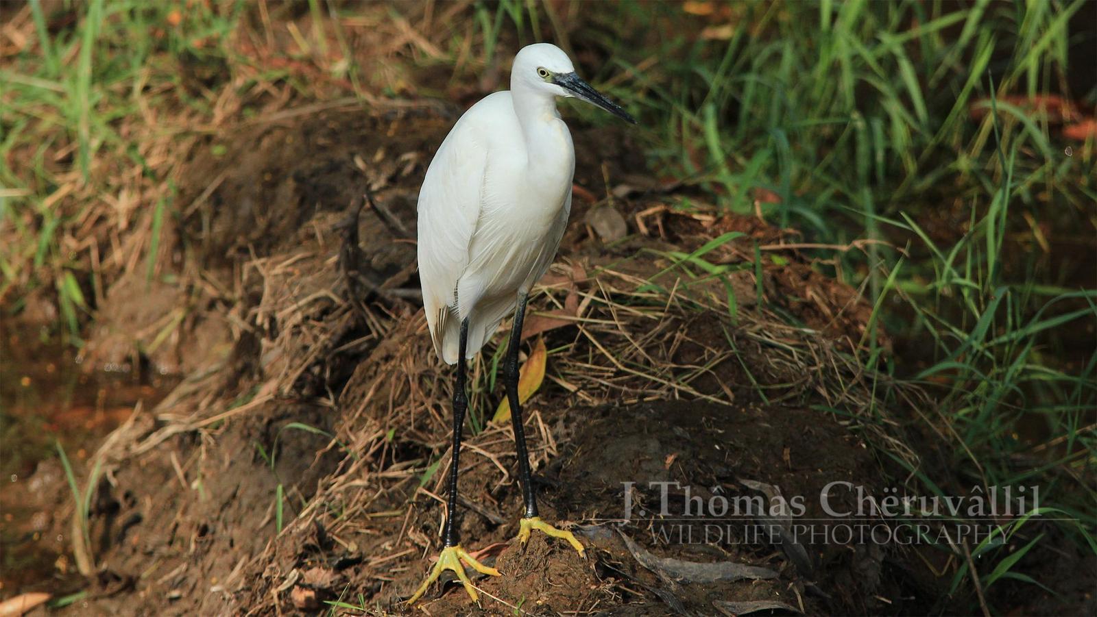 Little Egret Photo by Jinu Thomas 