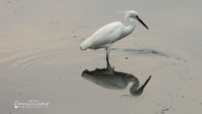 Little Egret Photo by Kenneth Cheong
