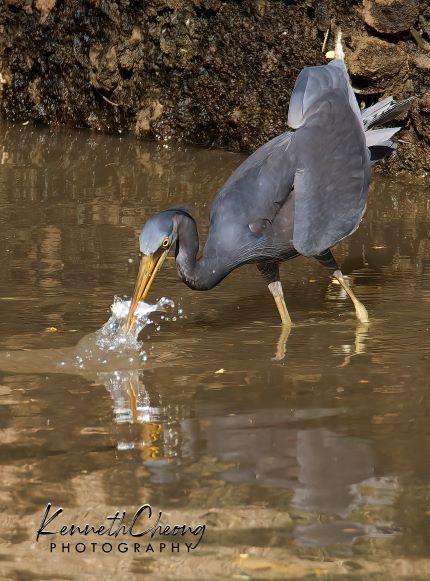 Pacific Reef-Heron Photo by Kenneth Cheong