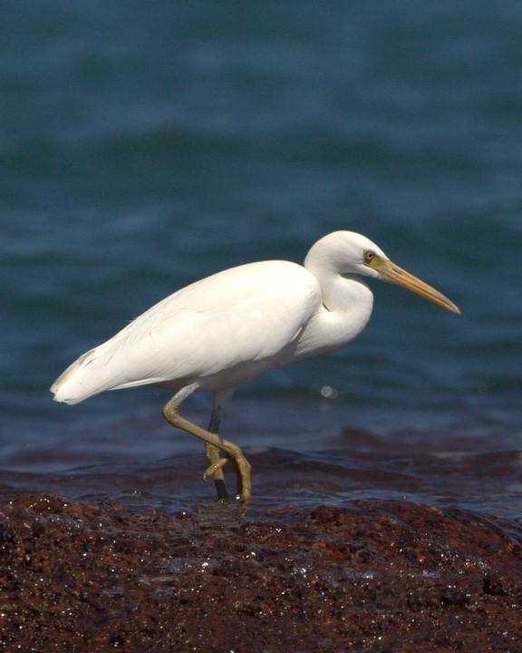Pacific Reef-Heron Photo by Mat Gilfedder