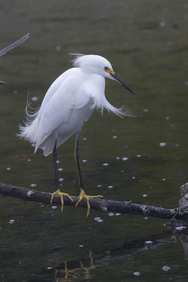 Snowy Egret Photo by Dan Tallman