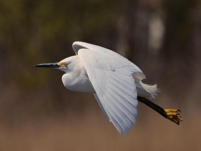 Snowy Egret Photo by Jackie Connelly-Fornuff