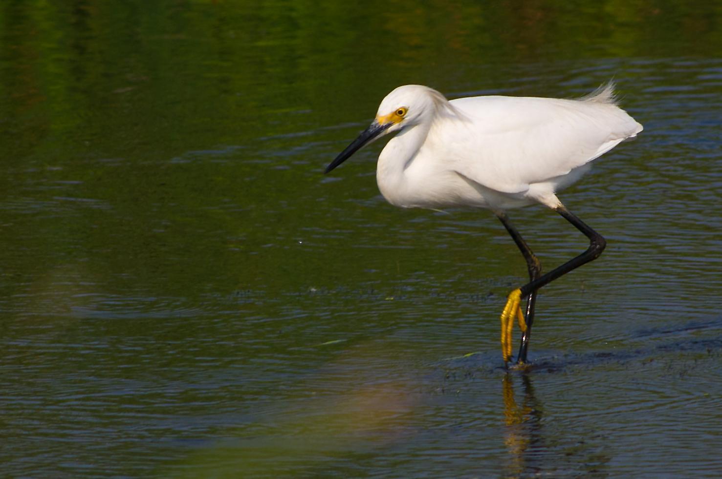 Snowy Egret Photo by Rob Dickerson