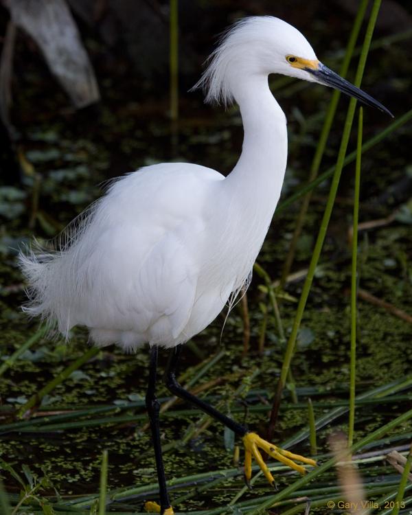 Snowy Egret Photo by Gary Villa