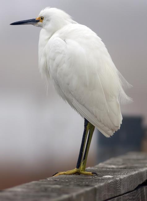 Snowy Egret Photo by Dan Tallman
