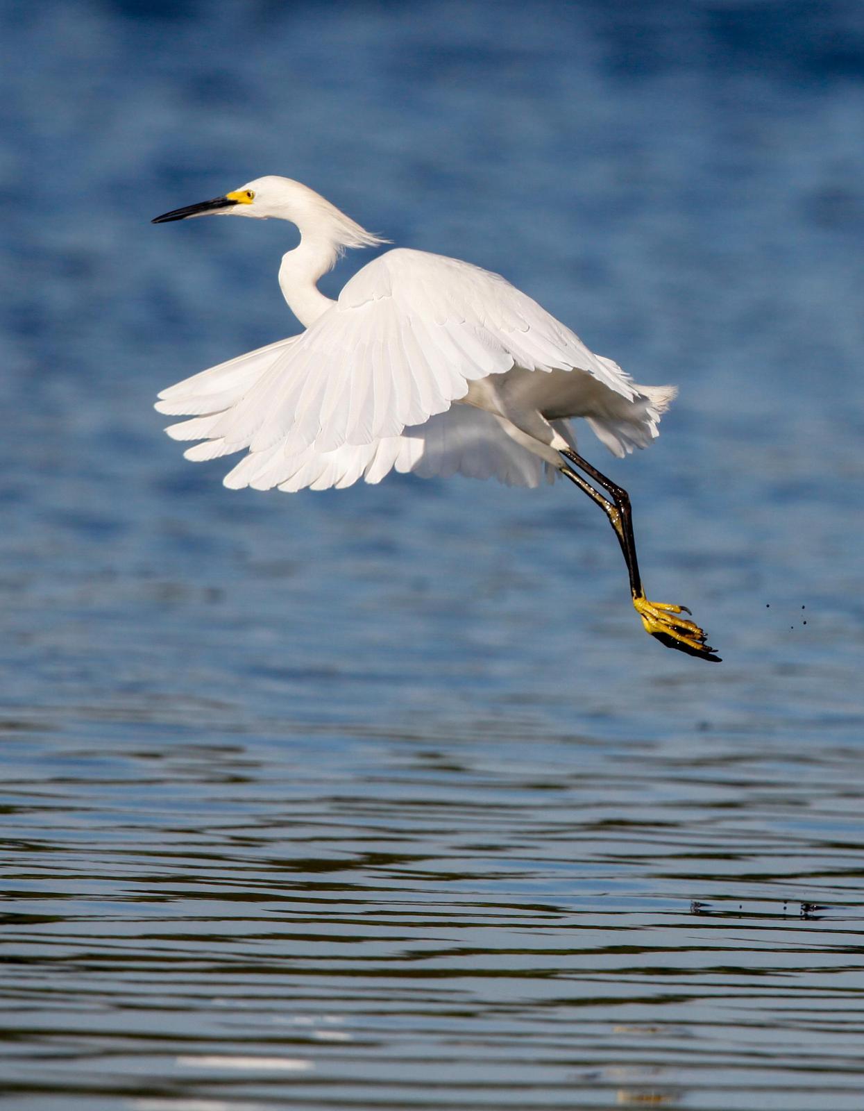 Snowy Egret Photo by Lucy Wightman