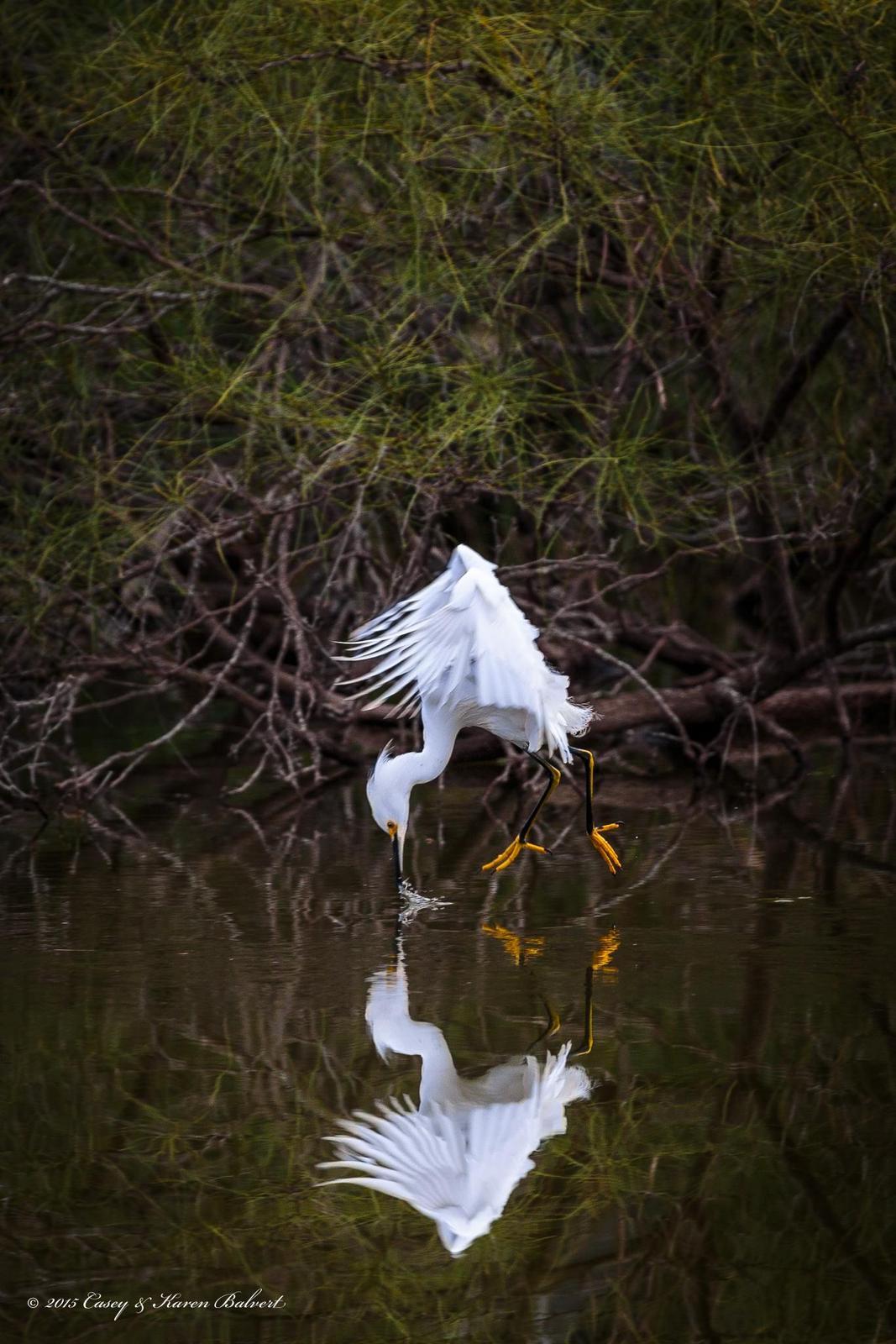 Snowy Egret Photo by Casey Balvert