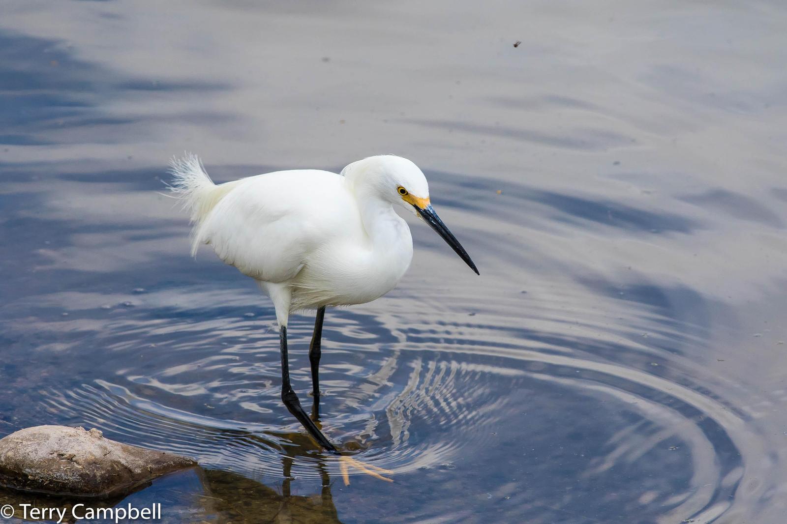 Snowy Egret Photo by Terry Campbell