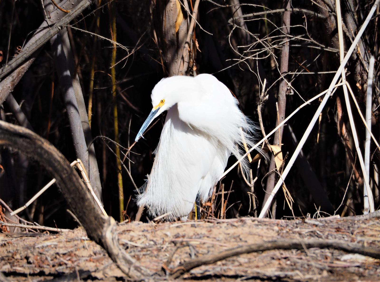 Snowy Egret Photo by Colin Hill