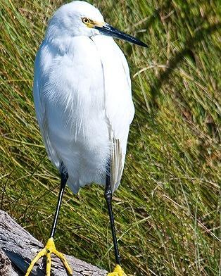 Snowy Egret Photo by Pete Myers