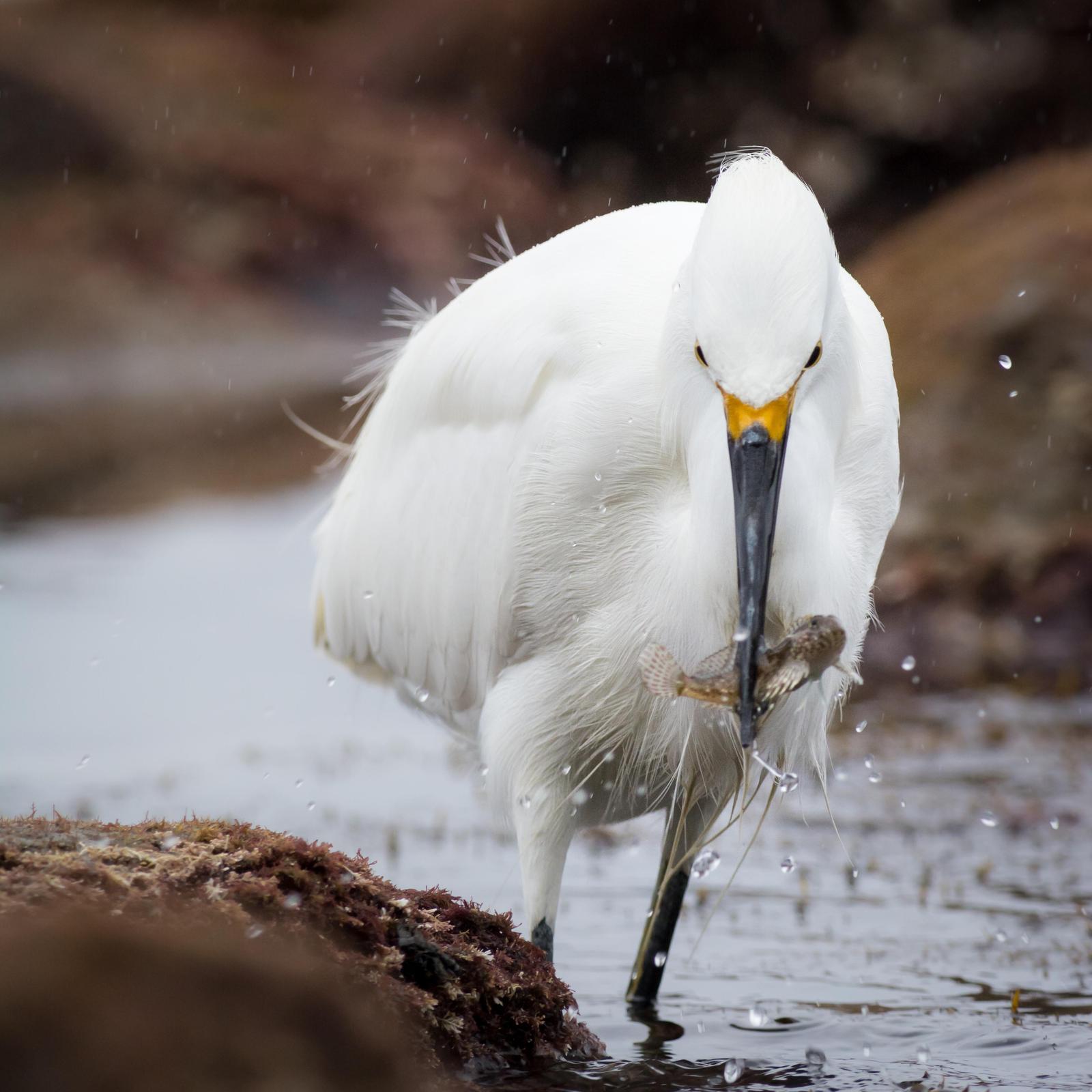 Snowy Egret Photo by Jesse Hodges