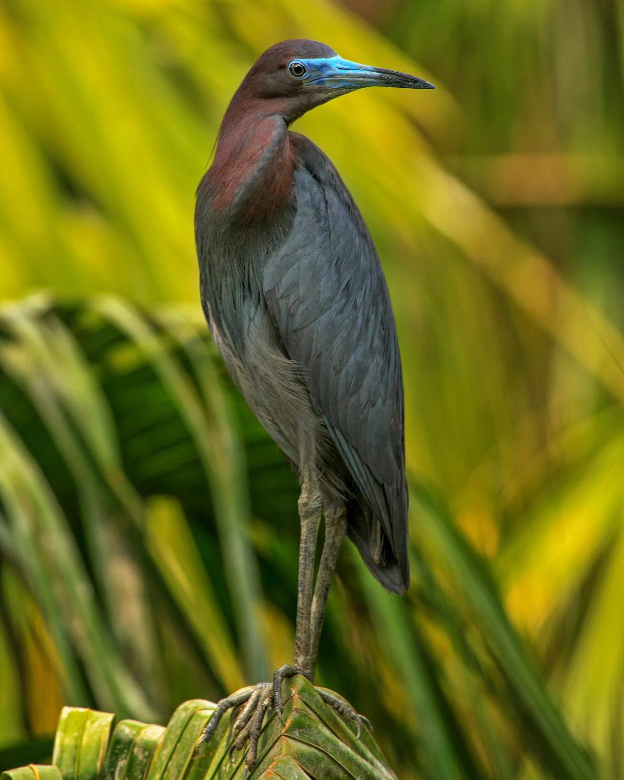 Little Blue Heron Photo by JC Knoll