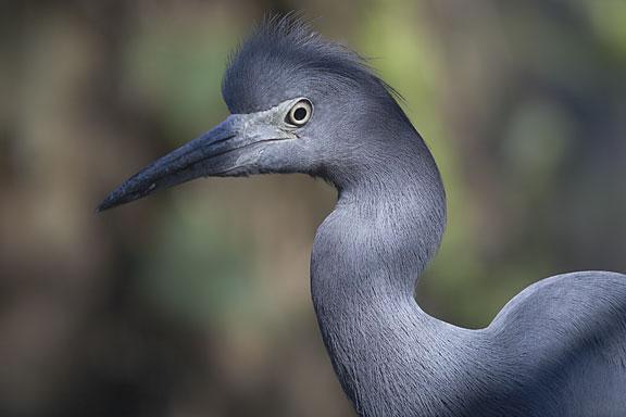 Little Blue Heron Photo by Dan Tallman