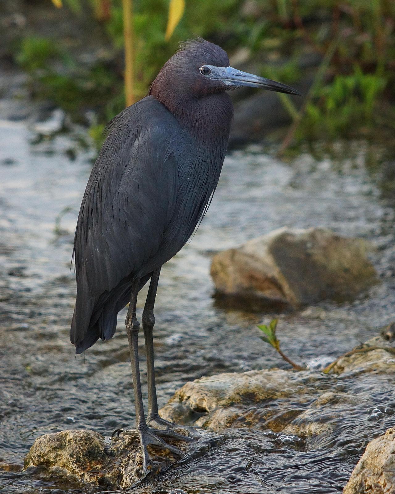Little Blue Heron Photo by Emily Percival