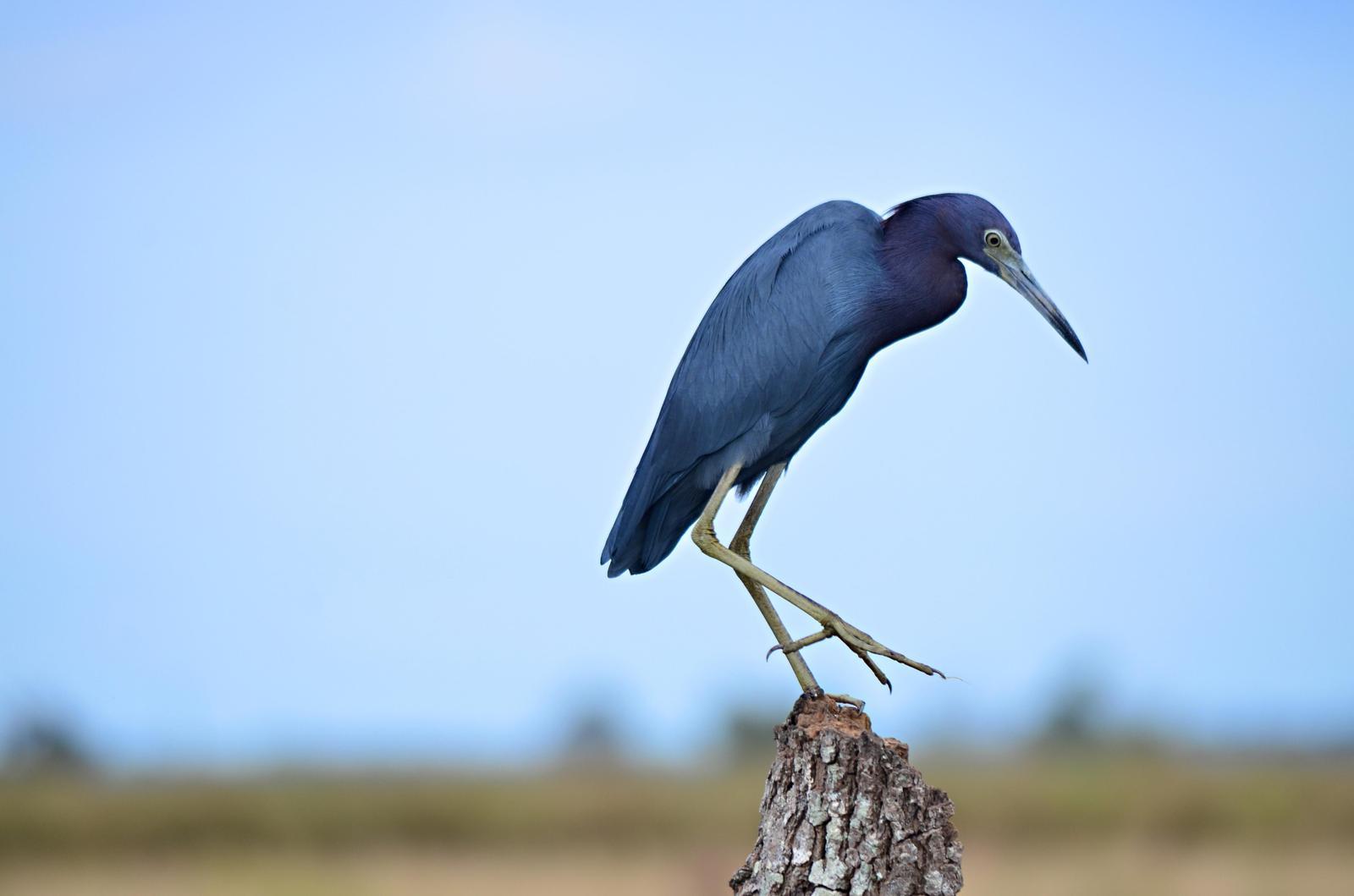 Little Blue Heron Photo by Darcy Ruby