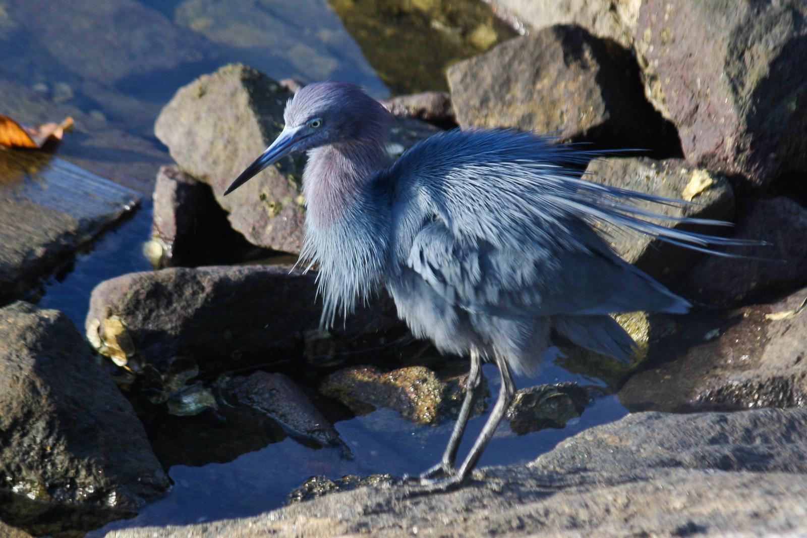 Little Blue Heron Photo by Zé Edu Camargo