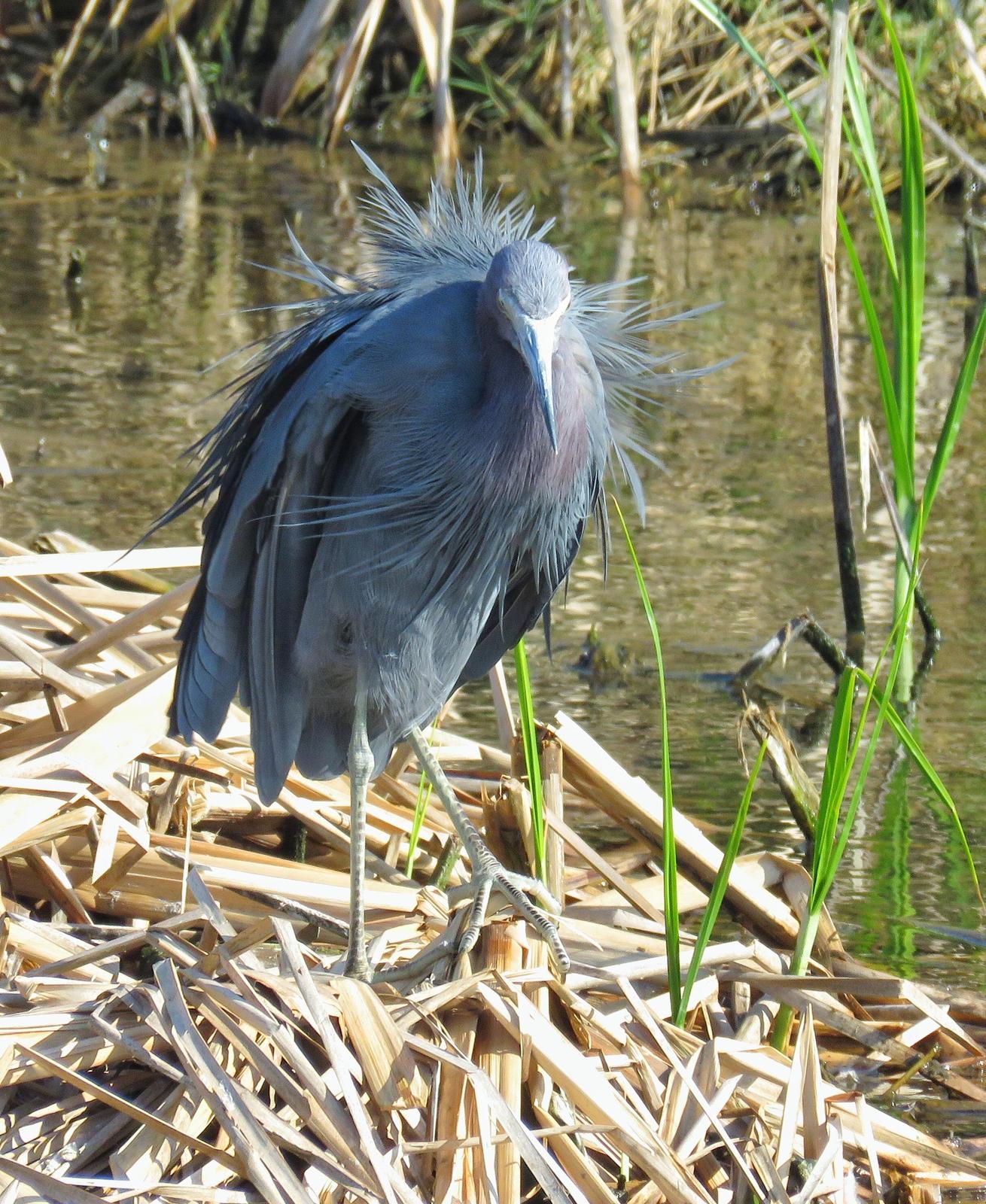 Little Blue Heron Photo by Lisa Cancade Hackett