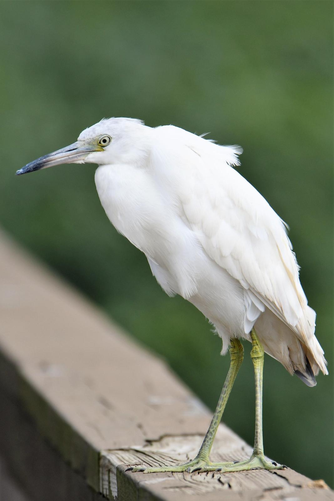 Little Blue Heron Photo by Jerry Chen