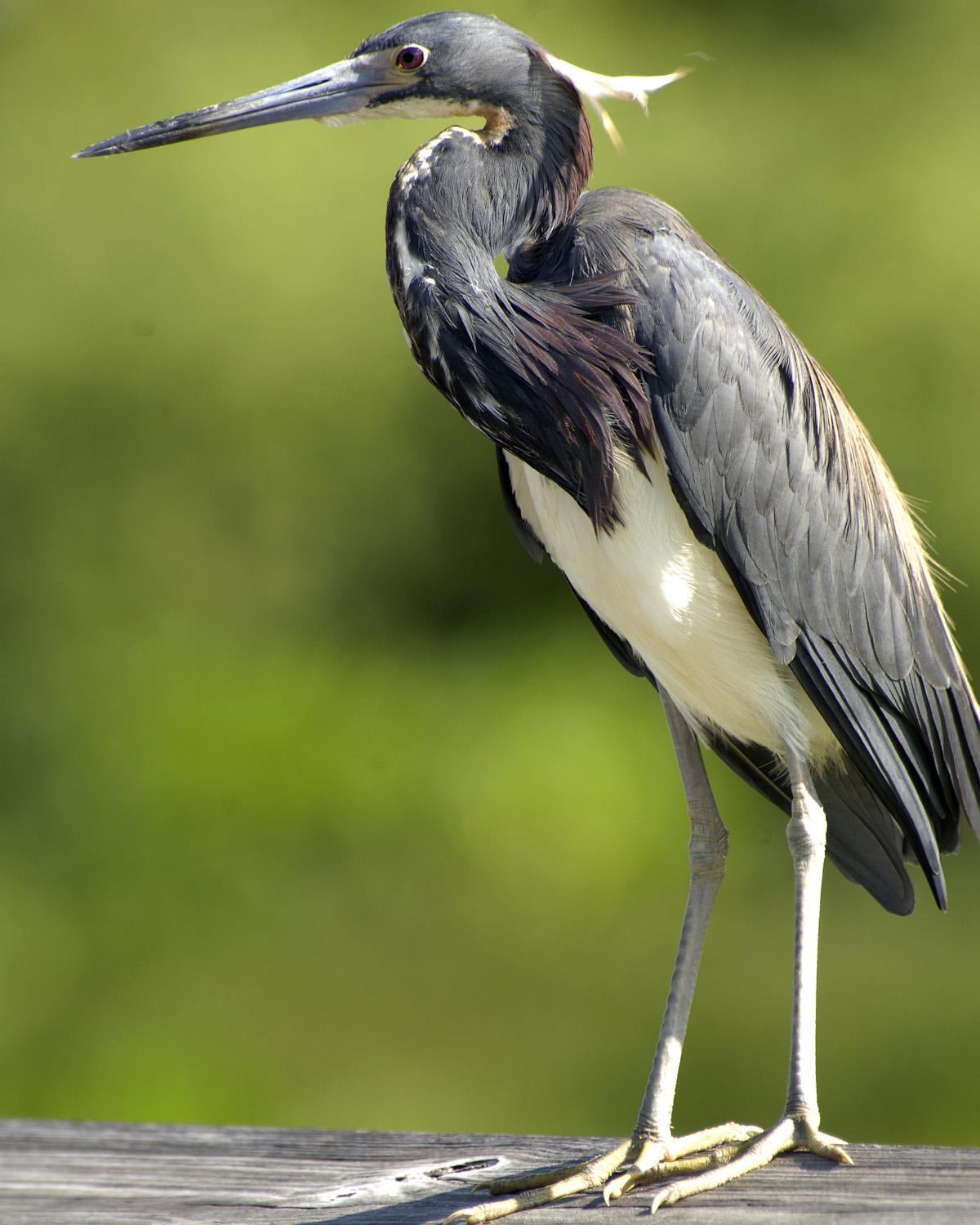 Tricolored Heron Photo by Magill Weber