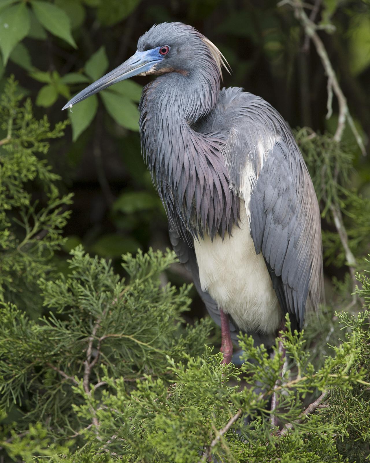 Tricolored Heron Photo by Jeff Moore