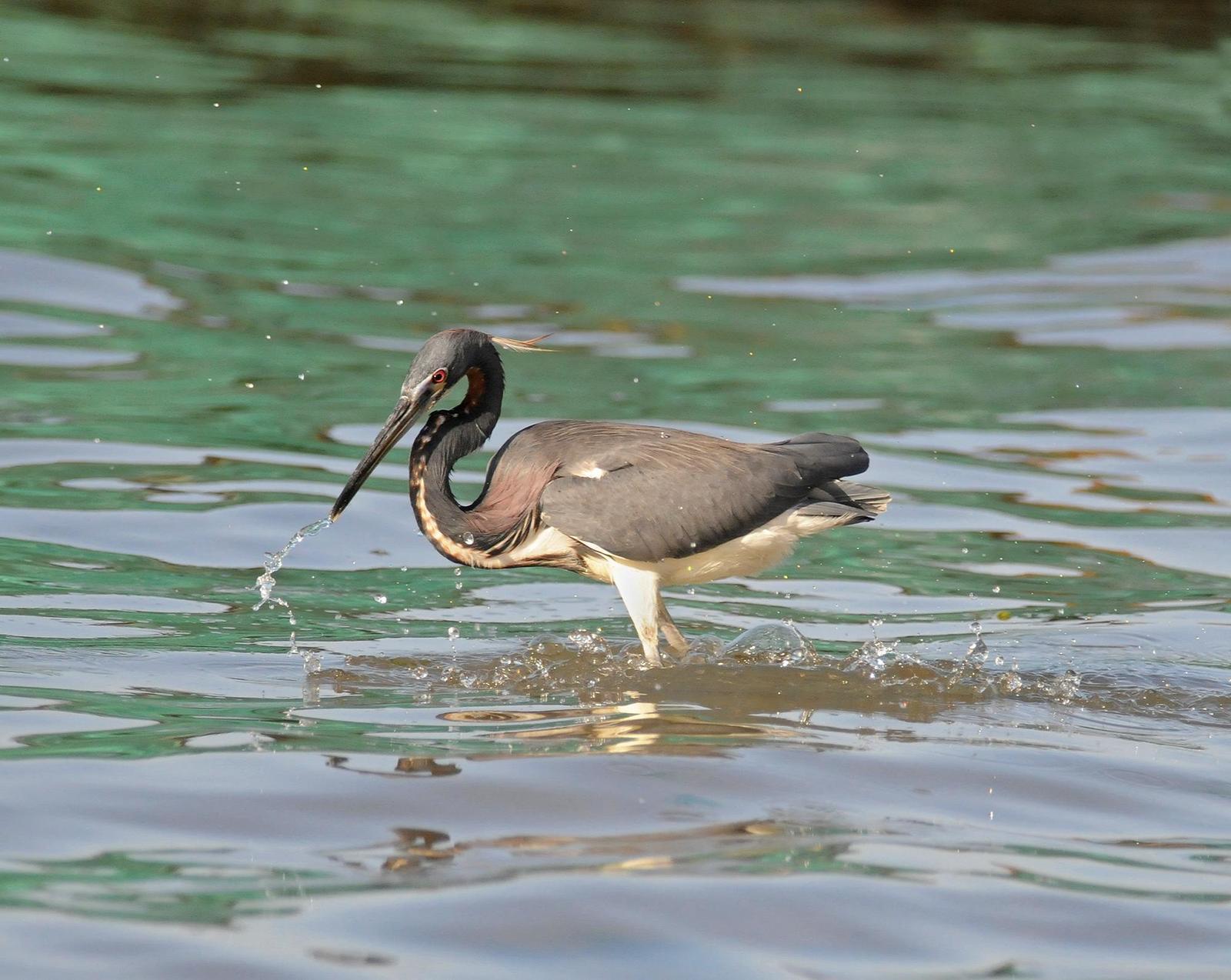 Tricolored Heron Photo by Steven Mlodinow