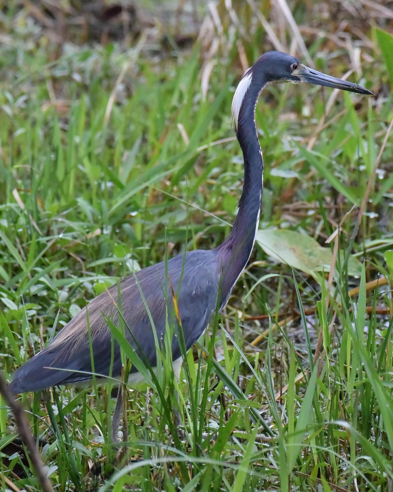 Tricolored Heron Photo by Emily Percival
