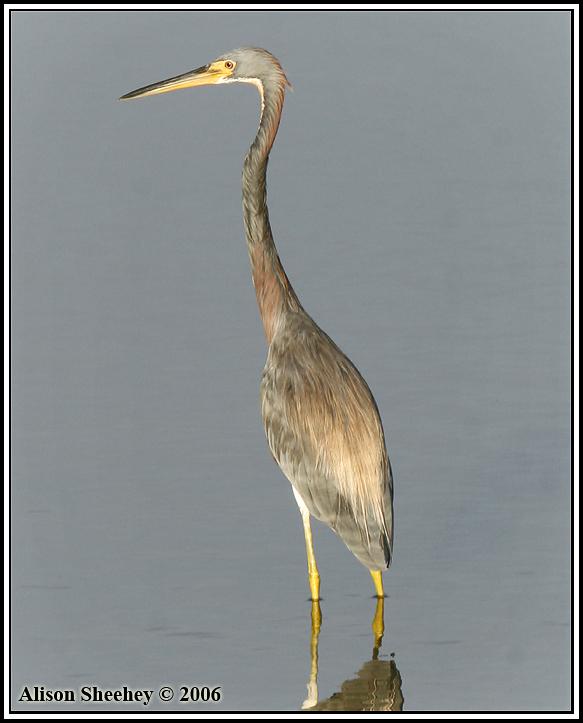 Tricolored Heron Photo by Alison Sheehey