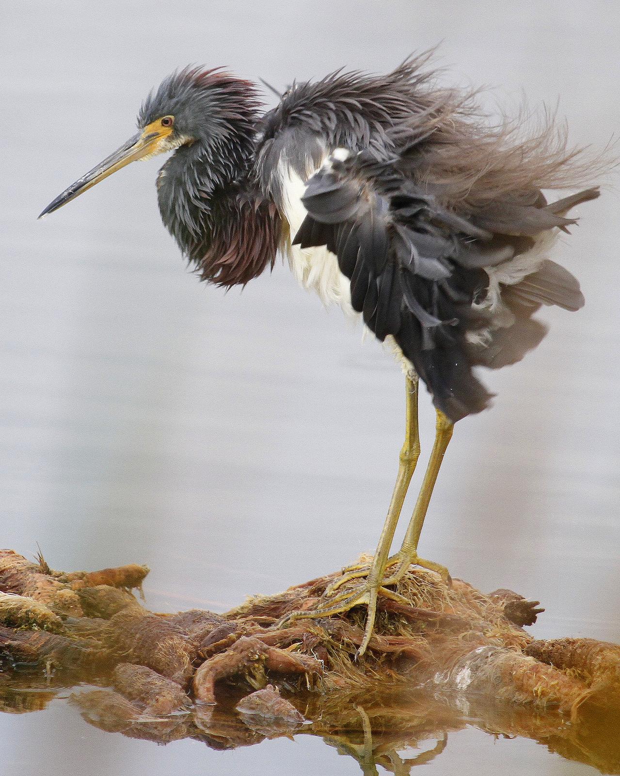 Tricolored Heron Photo by Isaac Sanchez