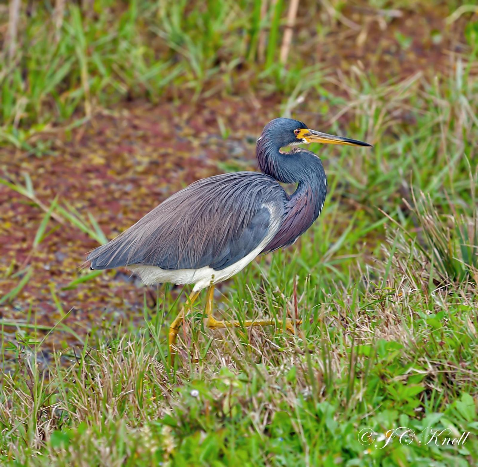 Tricolored Heron Photo by JC Knoll