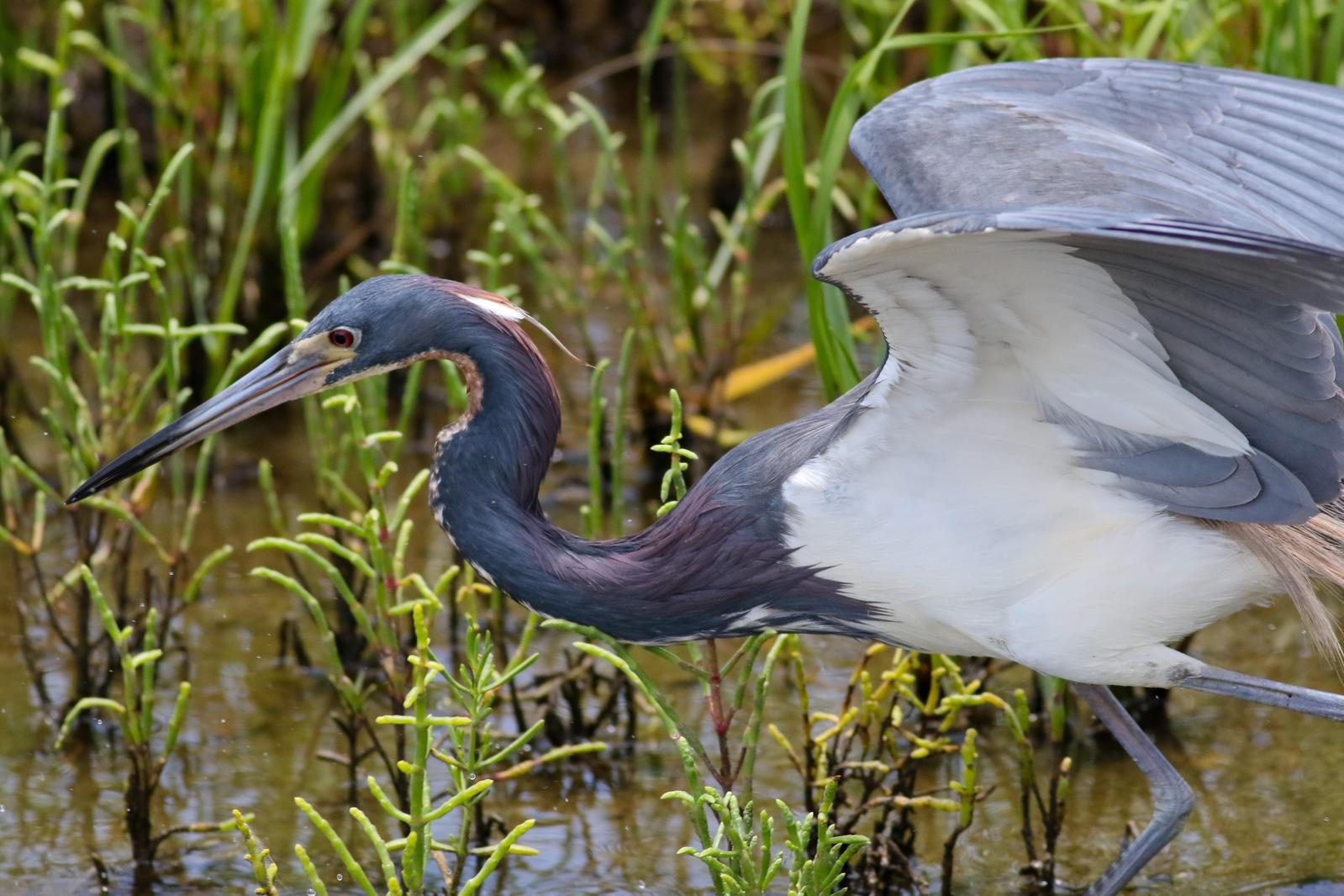 Tricolored Heron Photo by Tom Ford-Hutchinson
