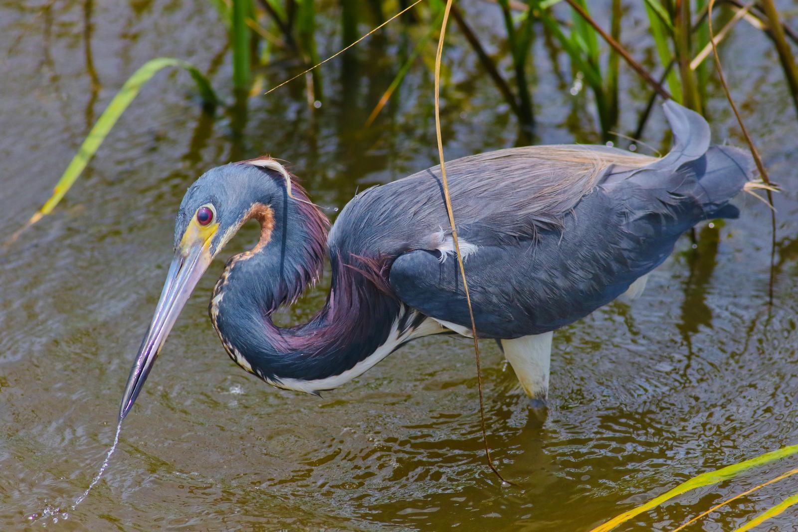 Tricolored Heron Photo by Tom Ford-Hutchinson