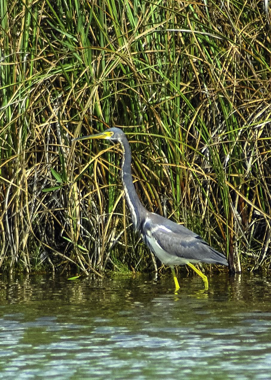 Tricolored Heron Photo by Mason Rose