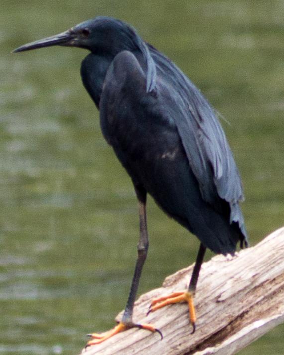 Black Heron Photo by Randy Siebert