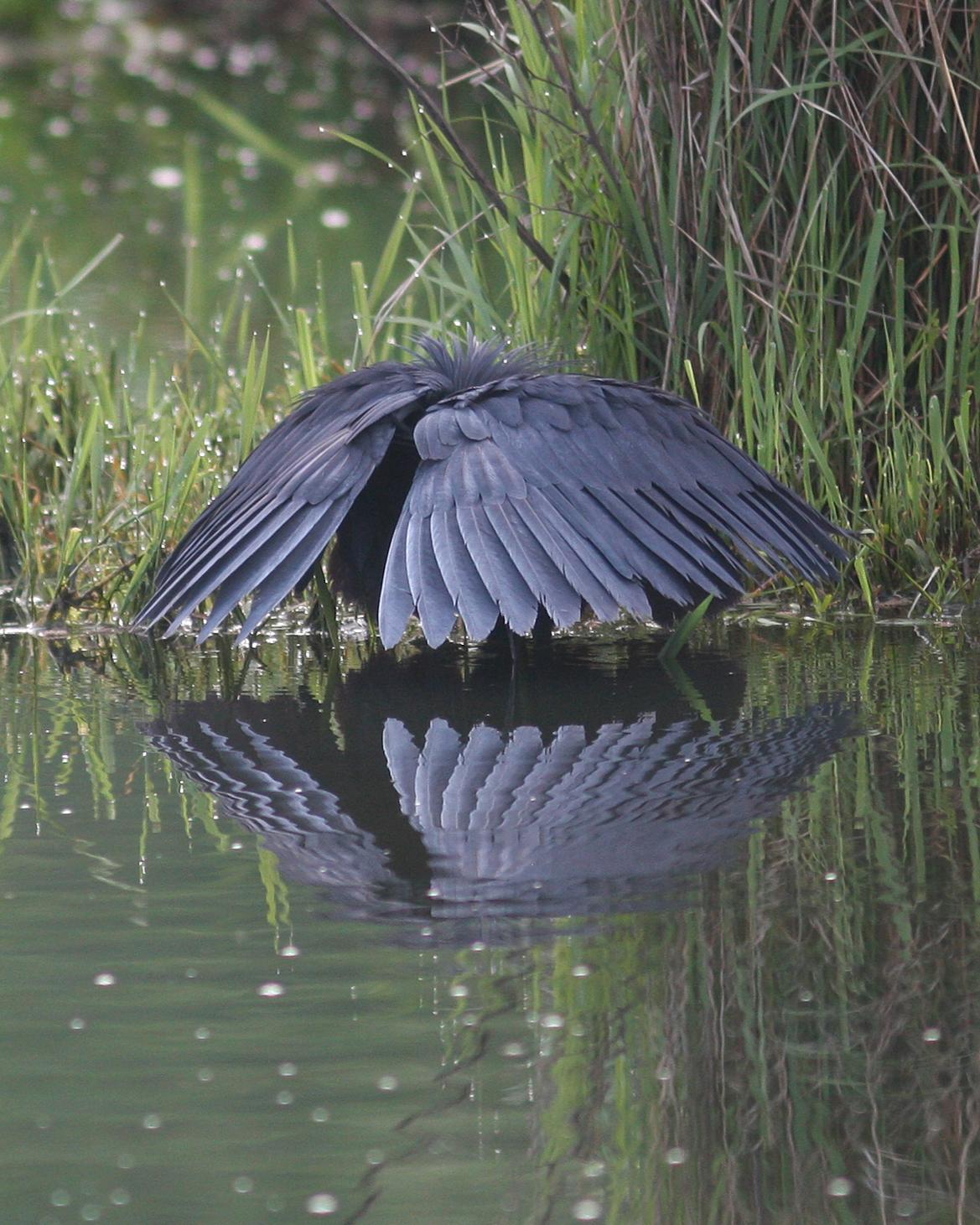 Black Heron Photo by Henk Baptist