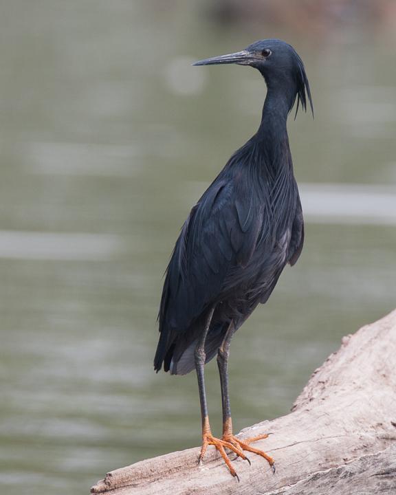 Black Heron Photo by Robert Lewis