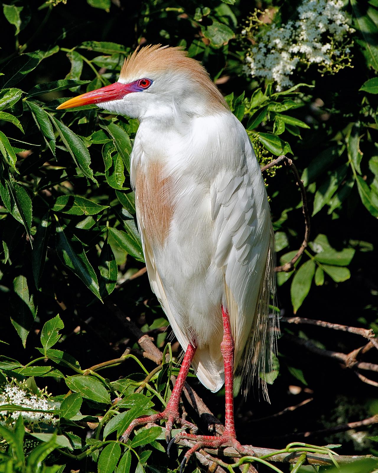 Cattle Egret Photo by JC Knoll
