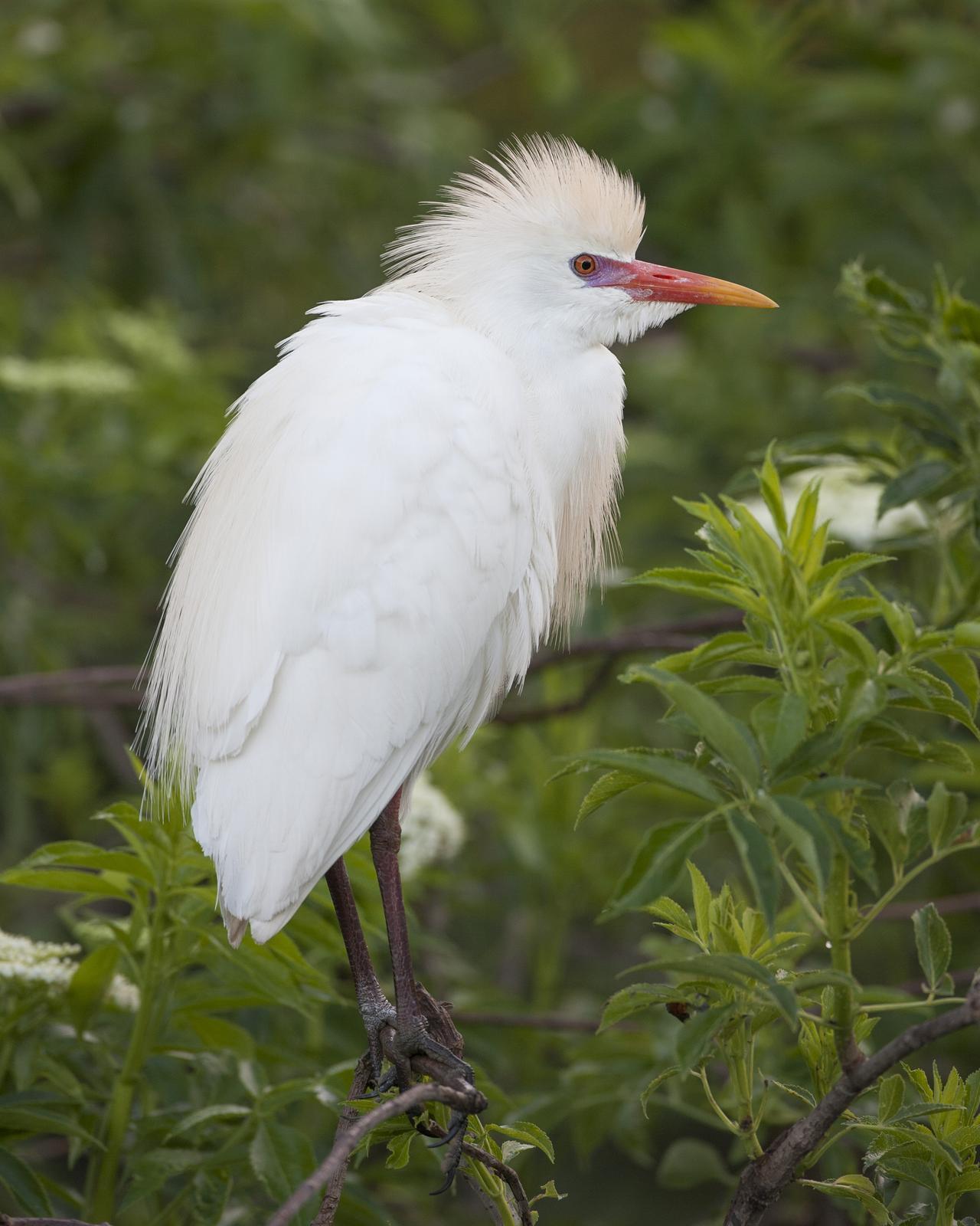 Cattle Egret Photo by Jeff Moore