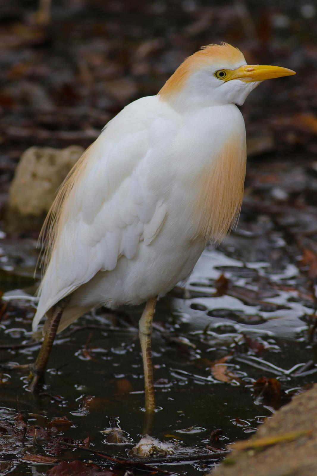 Cattle Egret Photo by Tom Ford-Hutchinson