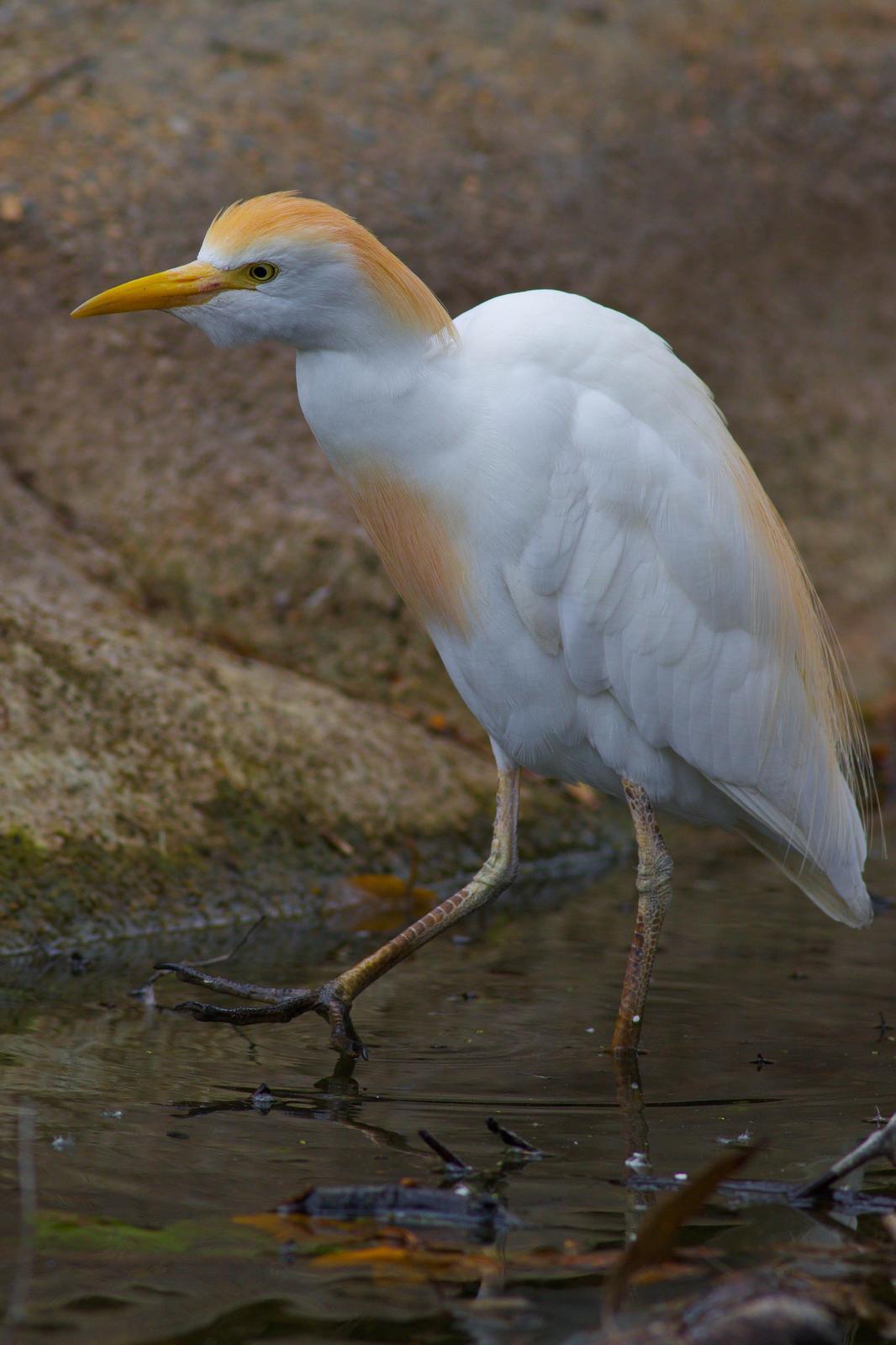 Cattle Egret Photo by Tom Ford-Hutchinson