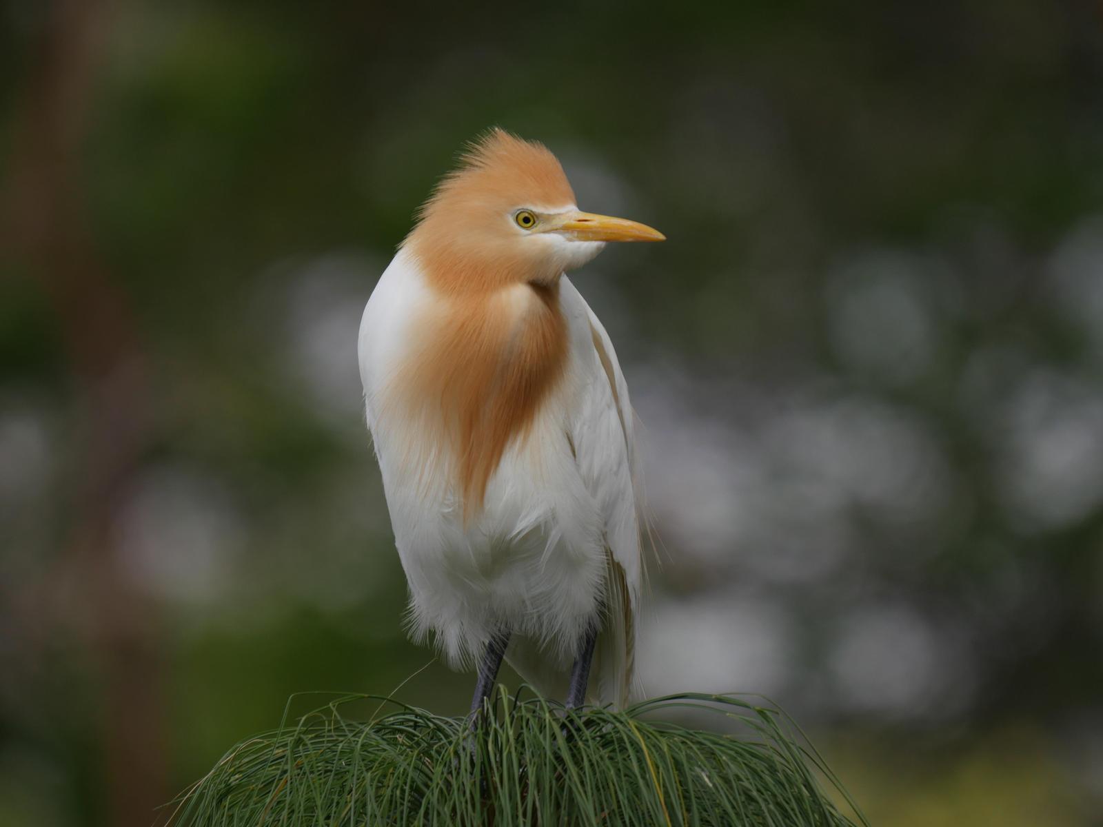 Cattle Egret Photo by Peter Lowe