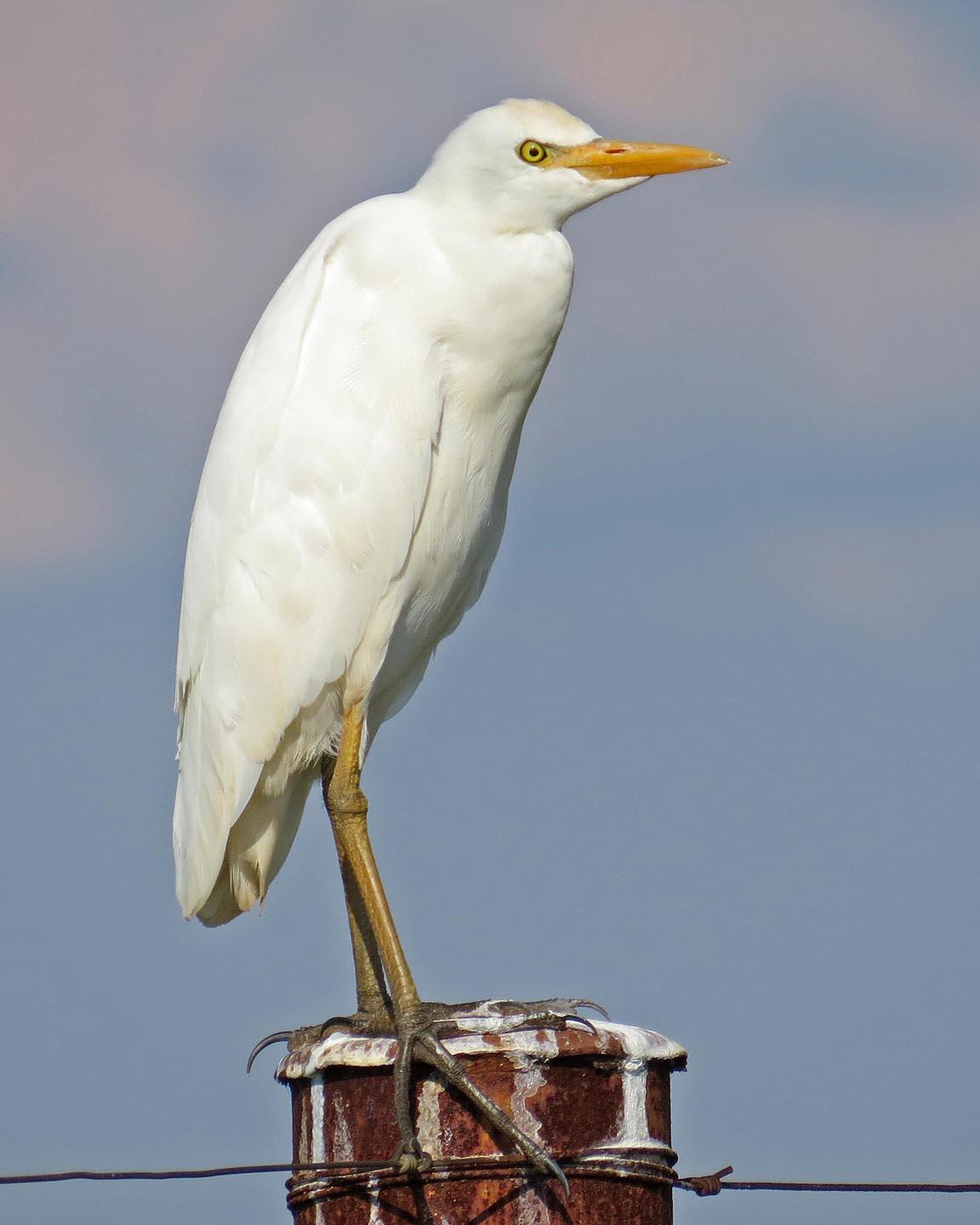 Cattle Egret Photo by Peter Boesman